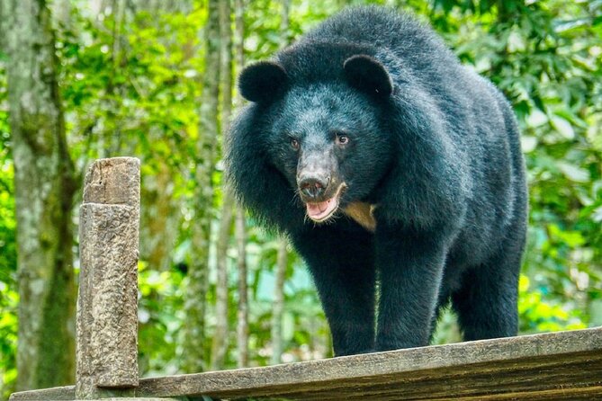 10 Day Ethical Animals Tour Where the Wild Things Roam - Day 2: Preparing bear treats at Free the Bears