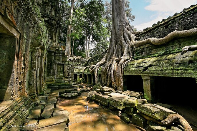 1day private tour to all majestic Temples in Angkor and Sunset - Ta Prohm brings the jungle into the story