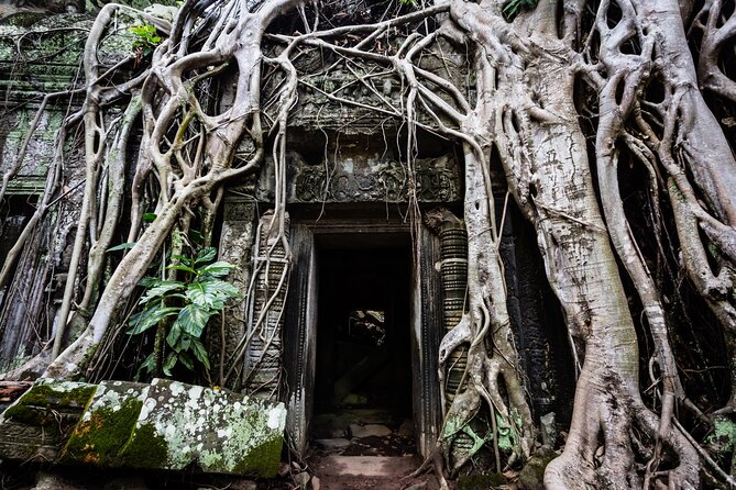 2-Day : Angkor Sunrise, Kompong Phluk Sunset & Banteay Srei Tour - Ta Prohm, where trees share the ruins