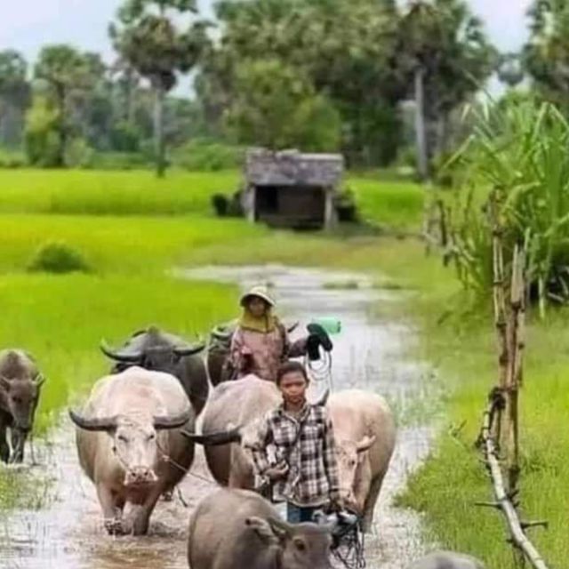 A day tour through Battambang/Local area and landmarks - Sunset, mountain views, monkeys, and the Bat Cave