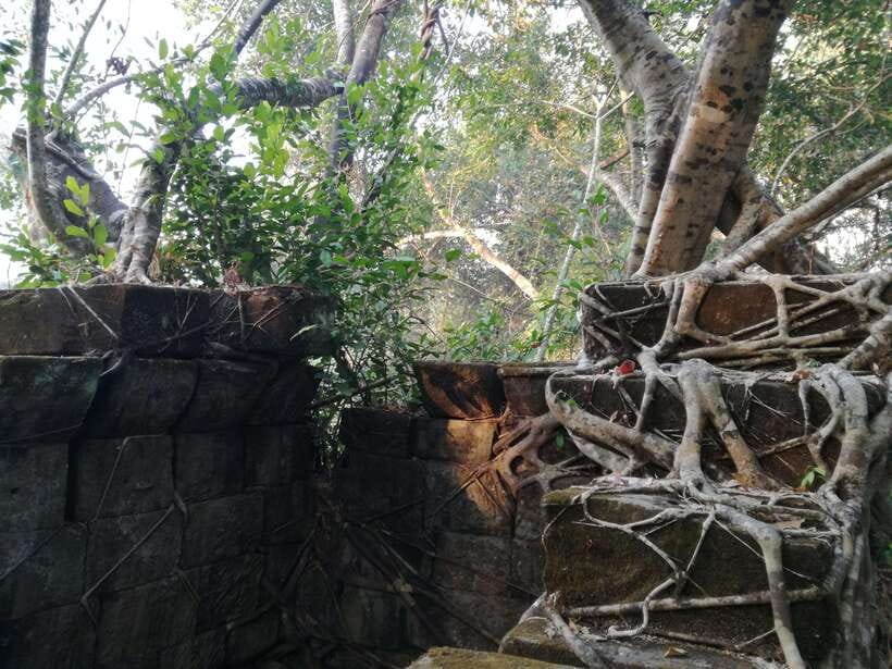 Angkor Temples Highlights Tour: 2 Days with Sunrise - Ta Prohm, where stone meets trees