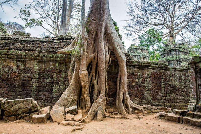 Angkor Wat Small Tour With Private Tuk Tuk - Ta Prohm is one of the route’s biggest draws