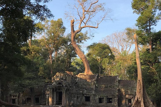 Angkor Wat Sunrise Private Tour by Vintage Jeep - Ta Prohm and the appeal of the jungle setting