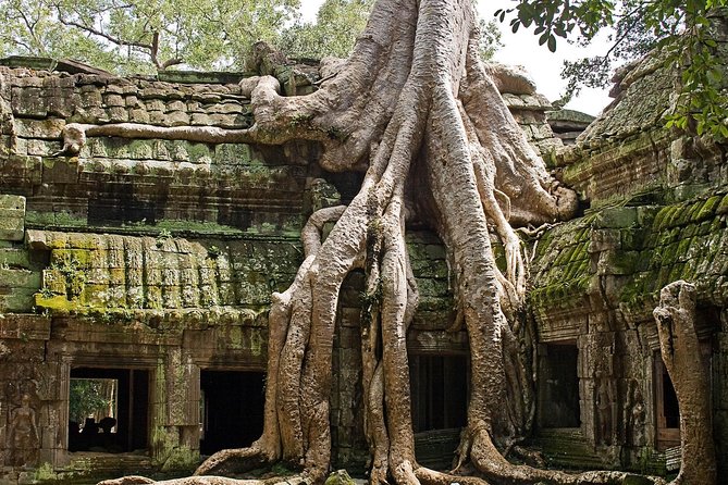 Angkor Wat Sunrise & Small Circuit Tour - Ta Prohm and the appeal of a famous movie temple