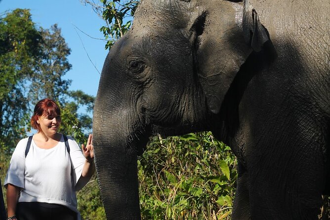 Angkor Wat Temples & Kulen Elephant Forest Day Tour - Key Points