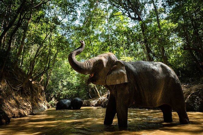 Angkor Wat Temples & Kulen Elephant Forest Day Tour - A Full Angkor Day in Seven Hours