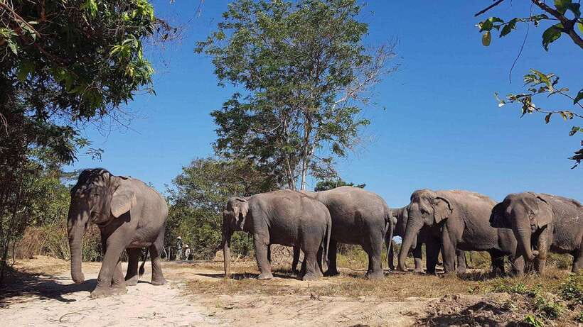 Angkor Wat Temples & Kulen Elephant Forest Day Tour - Who Should Book This Tour?