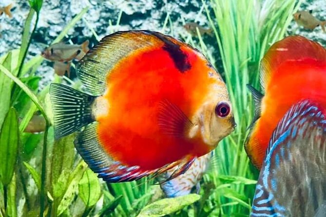 Angkor Wildlife & Aquarium Halfday tour - Key points to know before you book