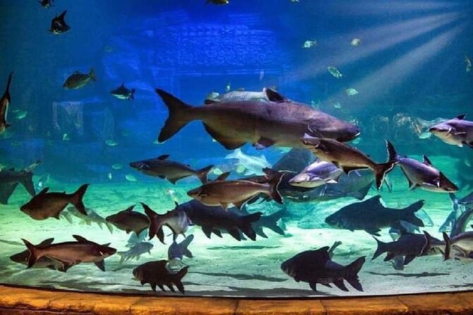 Angkor Wildlife & Aquarium Halfday tour - Reptiles, tigers, and sun bears add variety