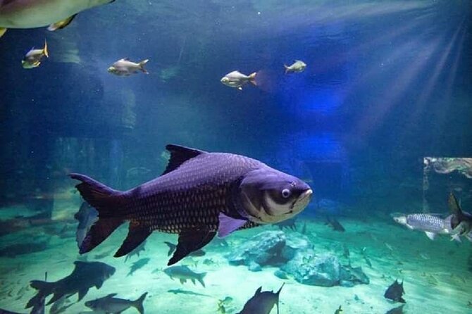 Angkor Wildlife & Aquarium Halfday tour - Why the private format matters