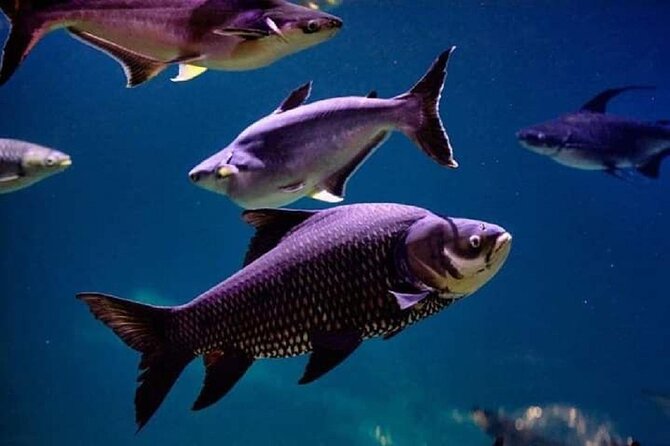 Angkor Wildlife & Aquarium Halfday tour - Timing, weather, and cancellation rules