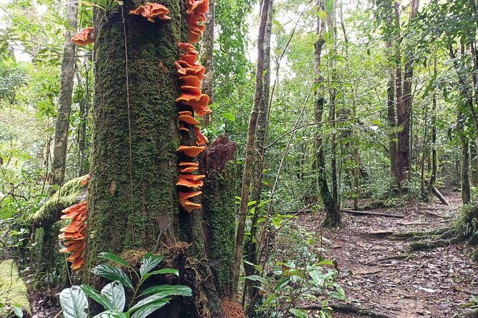 Aural Mountain Trek: Cambodia Tallest Peak Challenge - Who should book this mountain challenge?