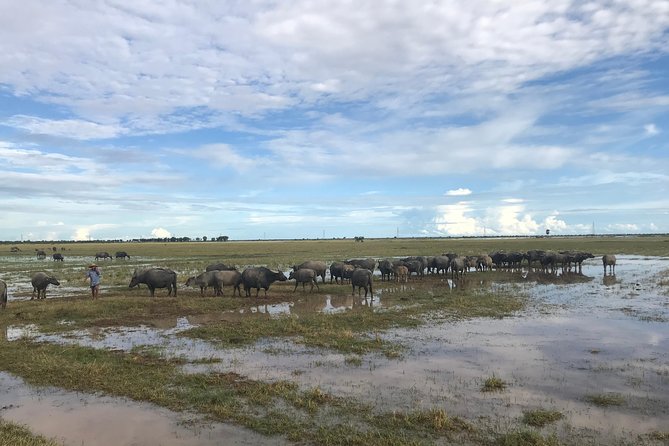 Authentic Cambodian Countryside Jeep Experience - Rice fields, gardens, and the rhythm of village roads