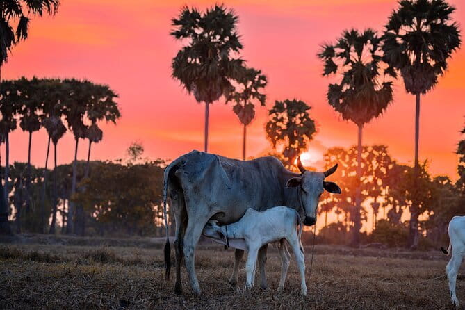 Authentic Siem Reap: Tuk Tuk Countryside and Sunset Tour - Key points before you book