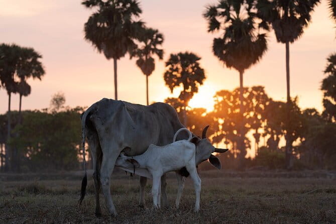 Authentic Siem Reap: Tuk Tuk Countryside and Sunset Tour - What the $69 price includes