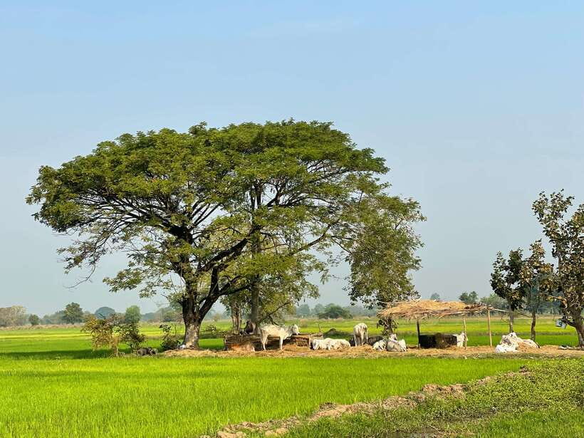 Battambang: Bamboo Train, Bat Cave and Killing Cave Tour - A useful half-day introduction to Battambang