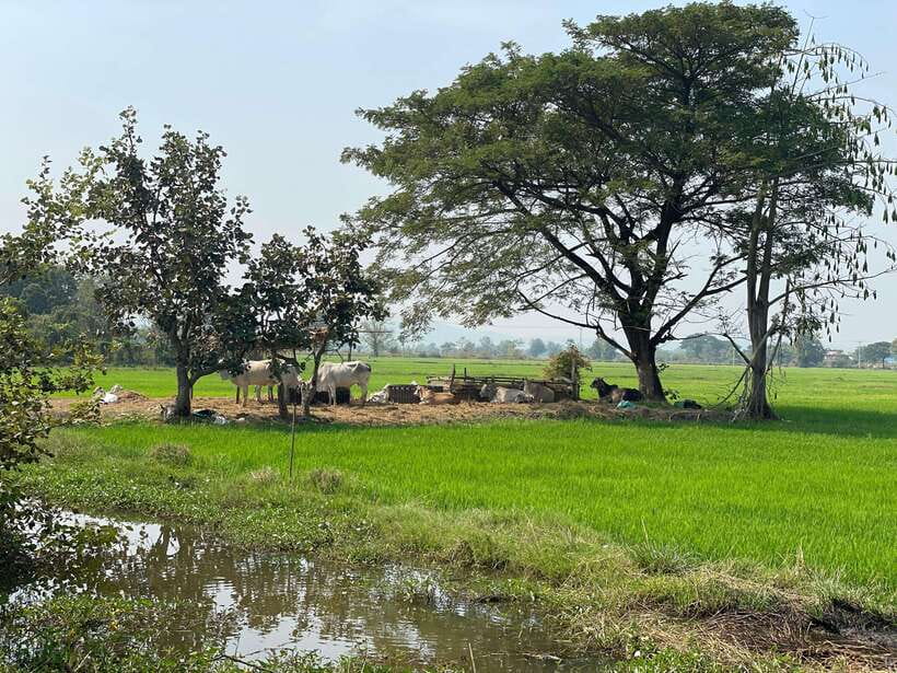 Battambang: Bamboo Train, Bat Cave and Killing Cave Tour - Along the river to villages and the suspension bridge