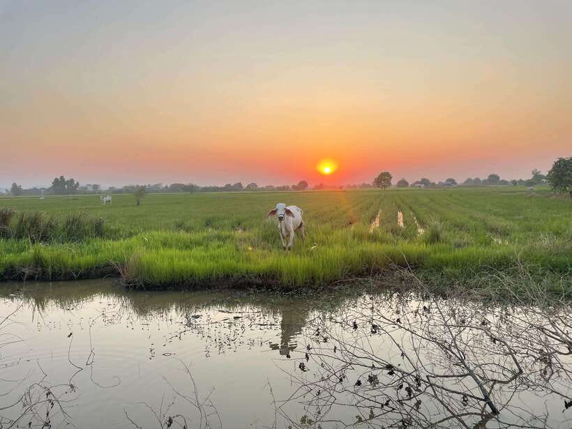 Battambang: Bamboo Train, Bat Cave and Killing Cave Tour - The Bamboo Train: simple, noisy, and fun