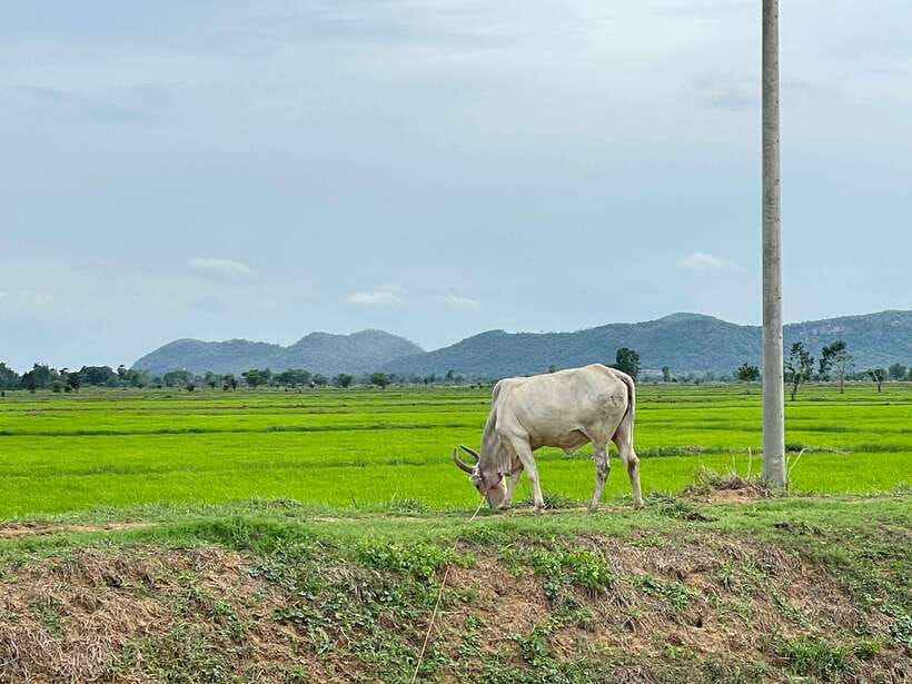 Battambang: Bamboo Train, Bat Cave and Killing Cave Tour - Who gets the most from this $12 tour?