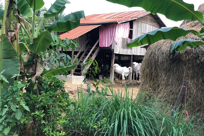 Battambang Private afternoon tour bamboo train bat cave & village - Why this afternoon tour works well