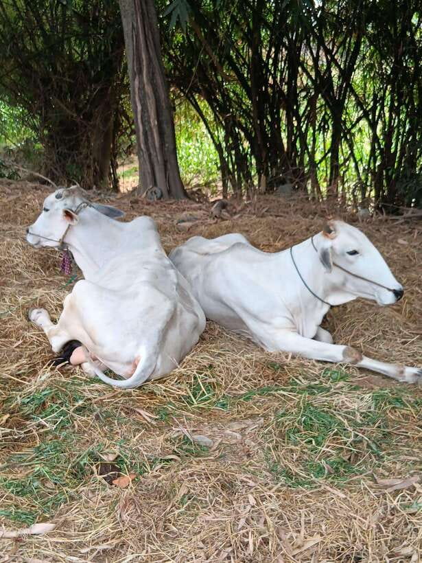 Battambang Private Full-Day Tour - Samrong Knong and the difficult Khmer Rouge story
