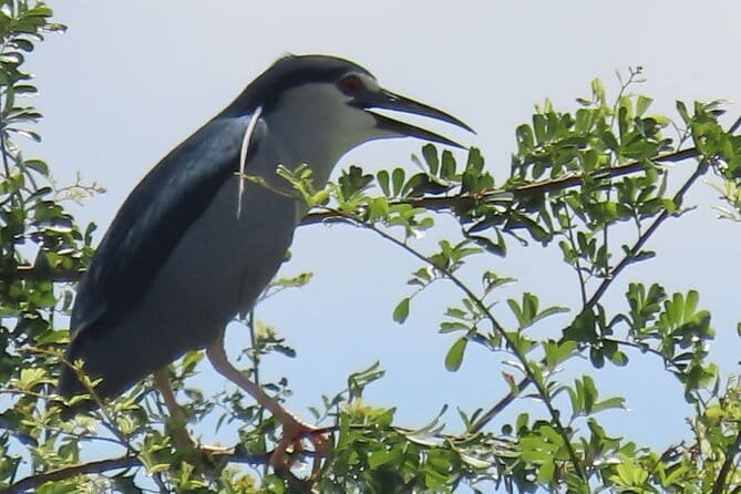 Beyond The Oudong Temple and Birdwatching in Phnom Penh - Why this Phnom Penh birding trip is different