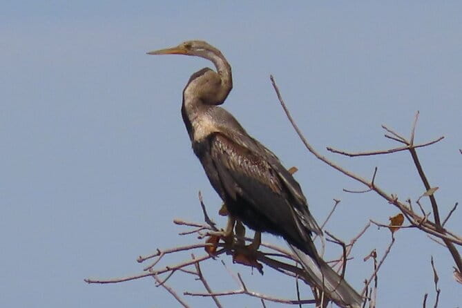 Beyond The Oudong Temple and Birdwatching in Phnom Penh - The early start and first birding stop