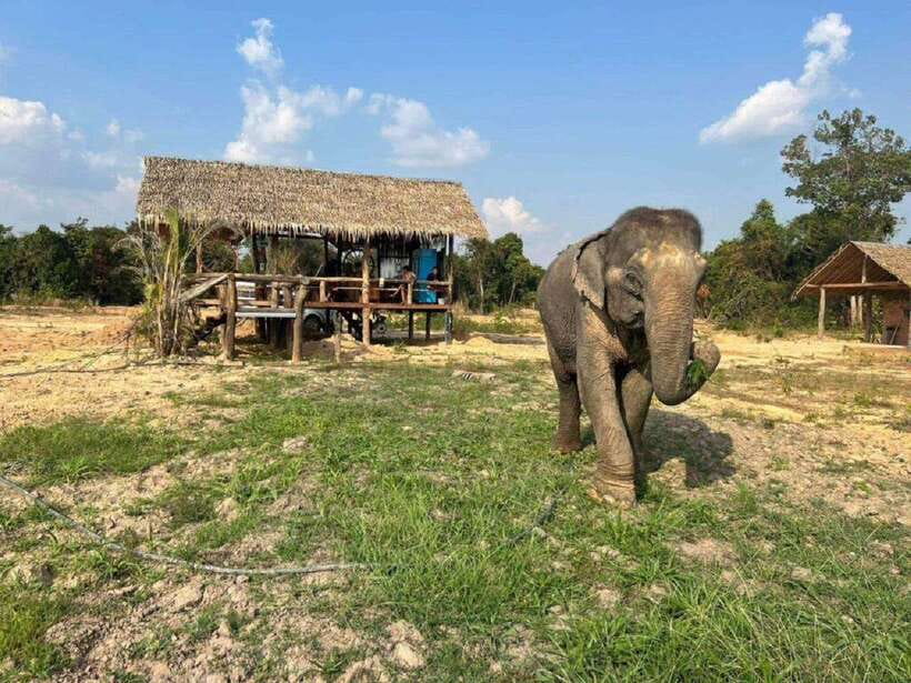 Cambodia Elephant Sanctuary Include Hotel Transfer Roundtrip - Key points to know before booking