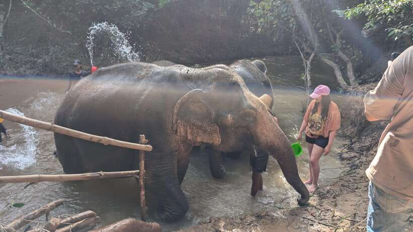Cambodia Elephant Sanctuary Include Hotel Transfer Roundtrip - Walking with elephants and following their pace