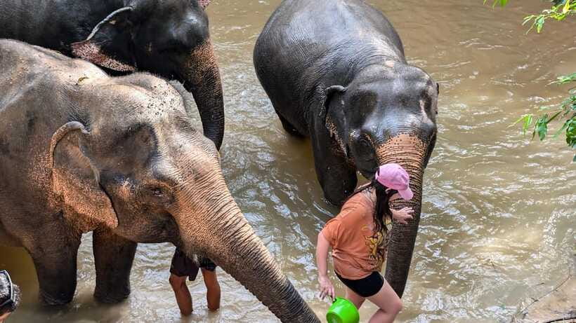 Cambodia Elephant Sanctuary Include Hotel Transfer Roundtrip - What the three-hour sanctuary visit includes