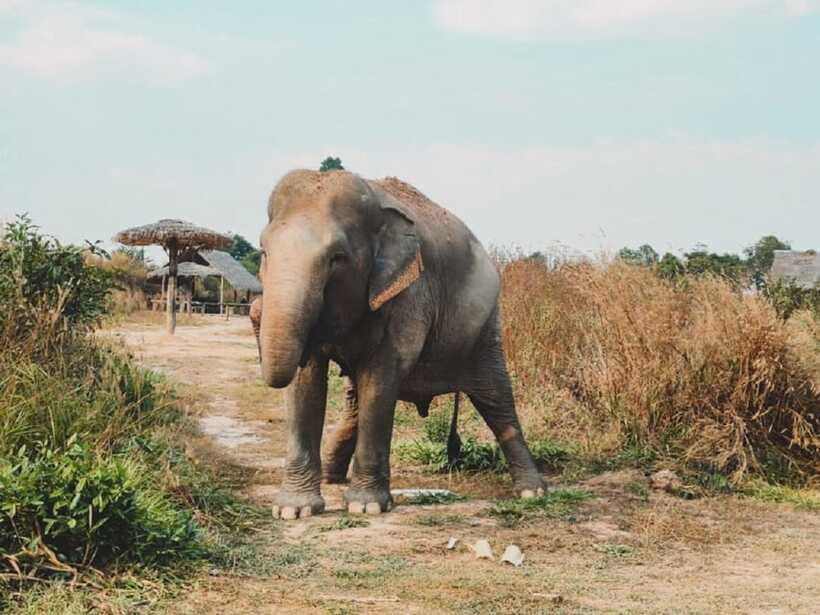 Cambodia Elephant Sanctuary Include Hotel Transfer Roundtrip - Is $122 per person good value?