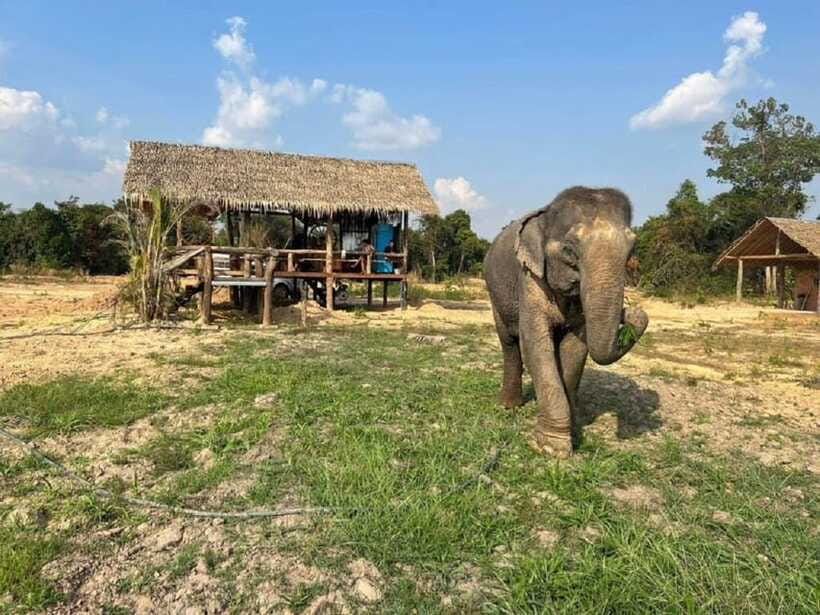 Cambodia Elephant Sanctuary Include Hotel Transfer Roundtrip - Who will enjoy this experience most?