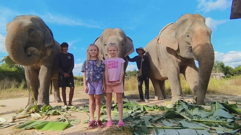 Cambodia Elephants Haft Day Experiences from Siem Reap - Cows for Cambodia Farm: more than a transfer stop