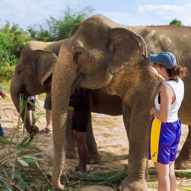 Cambodia Elephants Haft Day Experiences from Siem Reap - Introduction: 25 to 30 minutes of useful context