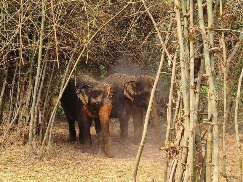 Cambodia Elephants Haft Day Experiences from Siem Reap - The 15-minute mud bath