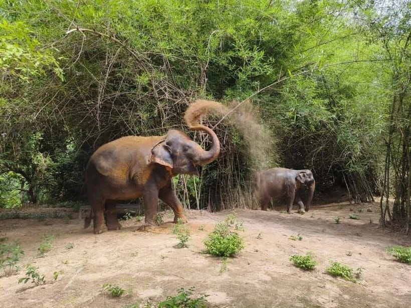 Cambodia Elephants Haft Day Experiences from Siem Reap - The Siem Reap pickup and countryside drive