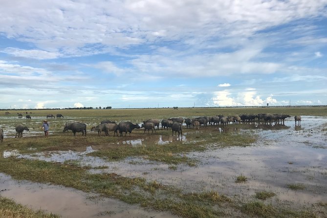 Cambodian Village Life Tour with Lady Tuk Tuk & Local Guide - Farms, ducks, buffaloes, and native birds