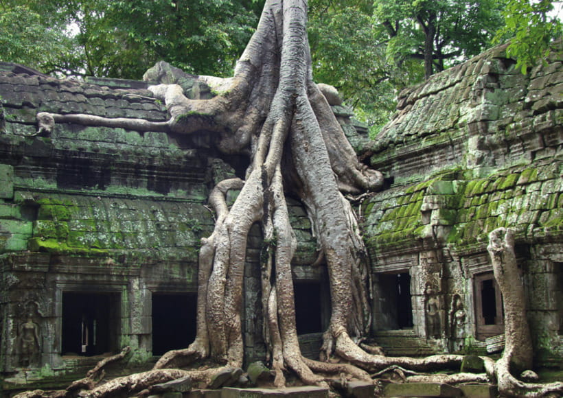 Classic Angkor Wat With Sunrise or Sunset Full Day Tour - Ta Prohm, where stone and trees share the stage