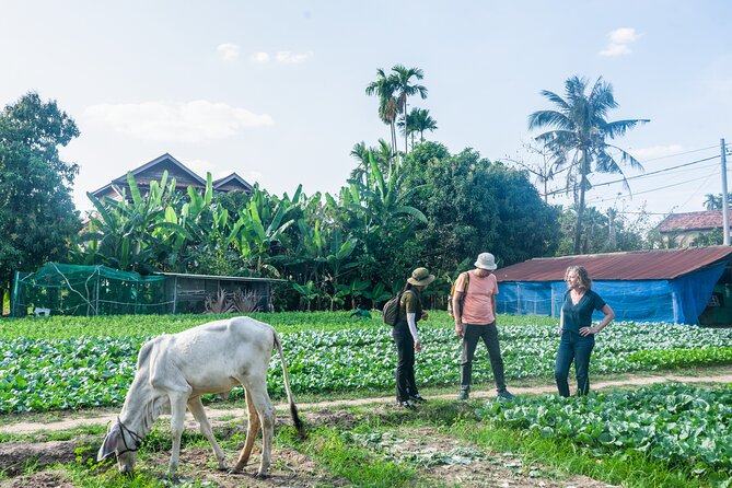 Countryside Sunset Jeep Tour with Drinks included - Phnom Krom rice fields and the sunset drink