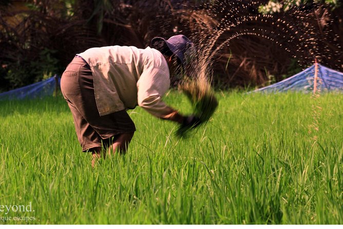 Day in a Life Authentic Village Experience in Siem Reap - Rice work, roof repairs, and seasonal tasks