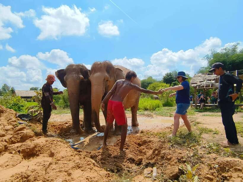 Elephant Sanctuary Cambodia, Pickup and drop off included - Watching elephants when the activity slows down