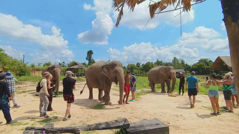 From Siem Reap: Elephant Sanctuary Experience with Transfers - Watching three elephants live at their own pace