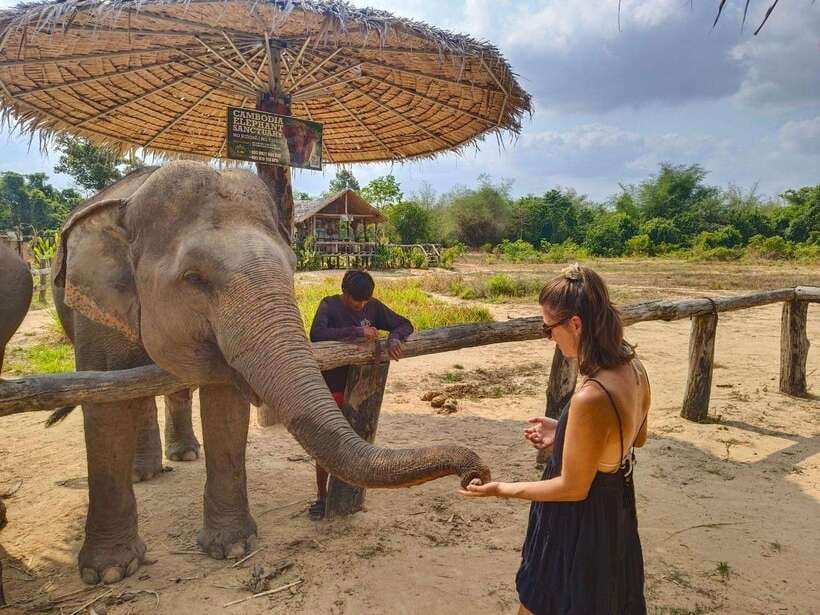 From Siem Reap: Elephant Sanctuary Experience with Transfers - Forest walking and the value of quiet observation