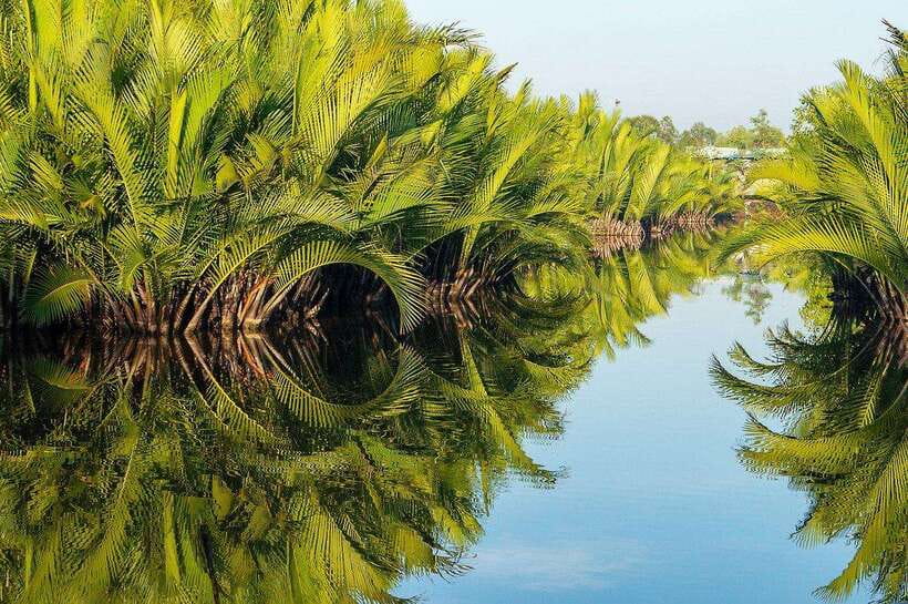 Green Cathedral Kayaking Journey & Reflection River View - Paddling through the nipa palms