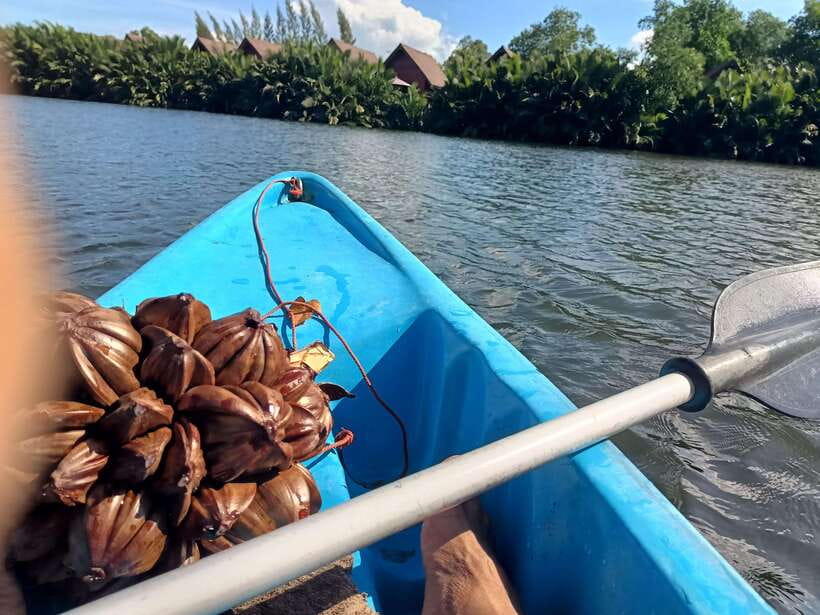 Green Cathedral Kayaking Journey & Reflection River View - What the $28 price includes