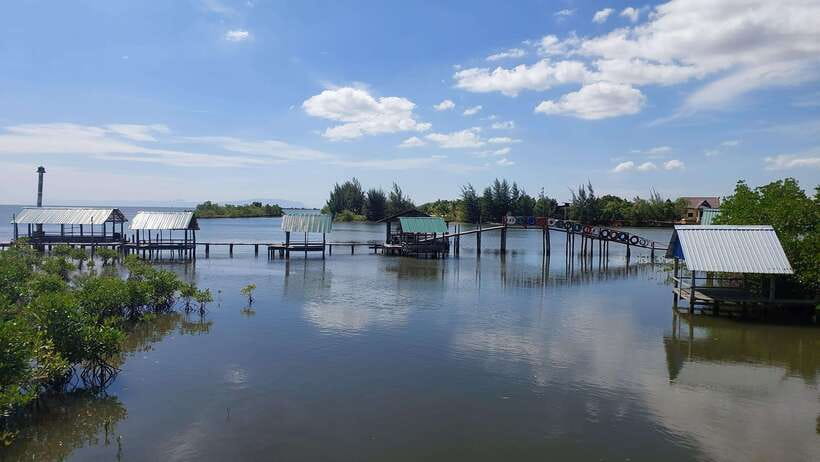 Half Day Kayak Guided Tour to the Green Mangroves Forest - A five-minute footbridge walk
