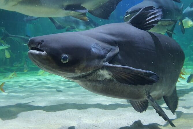 Half Day River Monster Tour with Private Guide in Siem Reap - Starting at Angkor Wildlife & Aquarium