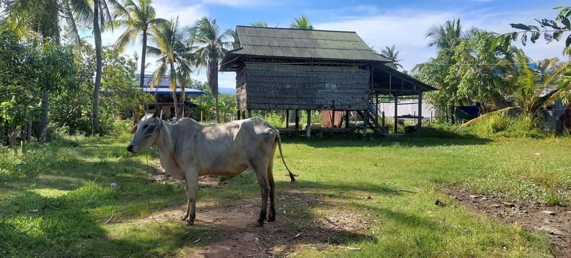 Kampot: Cultural Bike Experience - Local Life & Countryside - Key details before you book