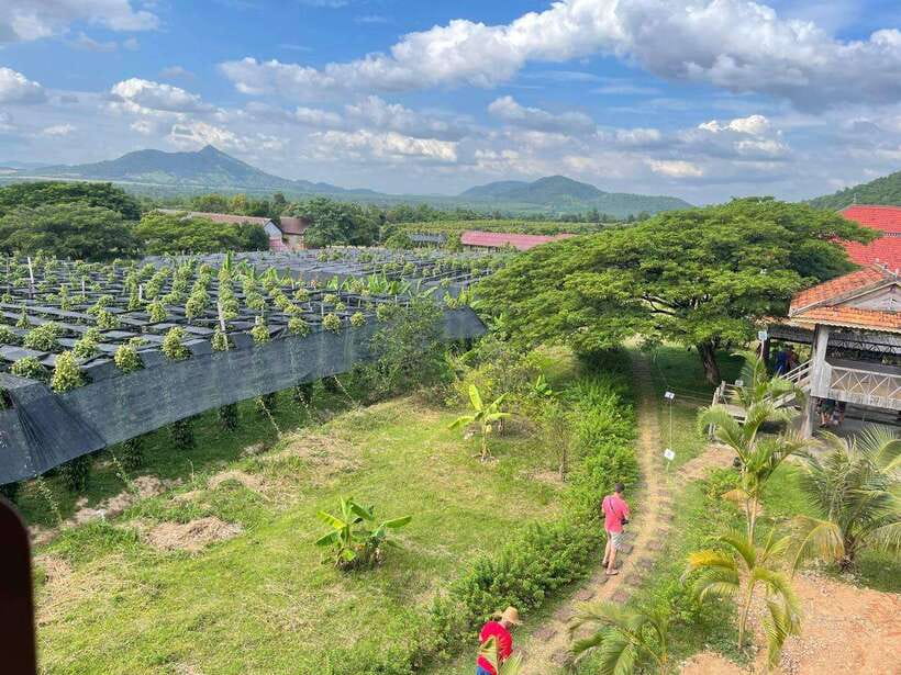 Kampot Pepper Farm, Salt Fields, Crab Market from Phnom Penh - La Plantation: the strongest stop for food and farming