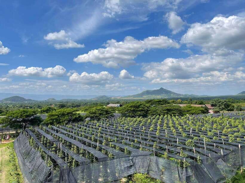 Kampot Pepper Farm, Salt Fields, Crab Market from Phnom Penh - Who should book this experience